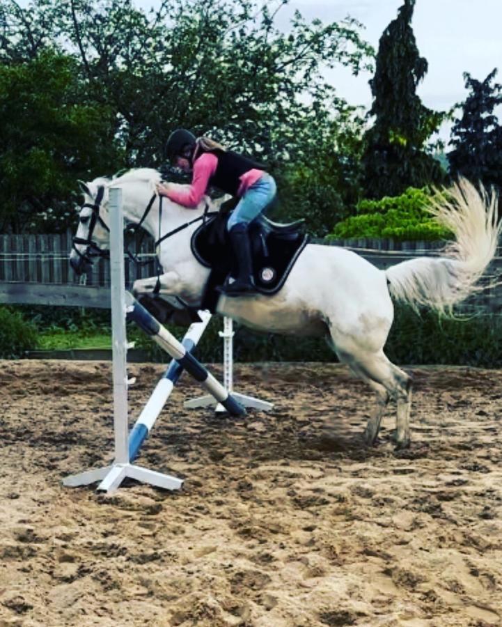 Fewo Im Reit- Und Ponyparadies Roos Halle  Luaran gambar