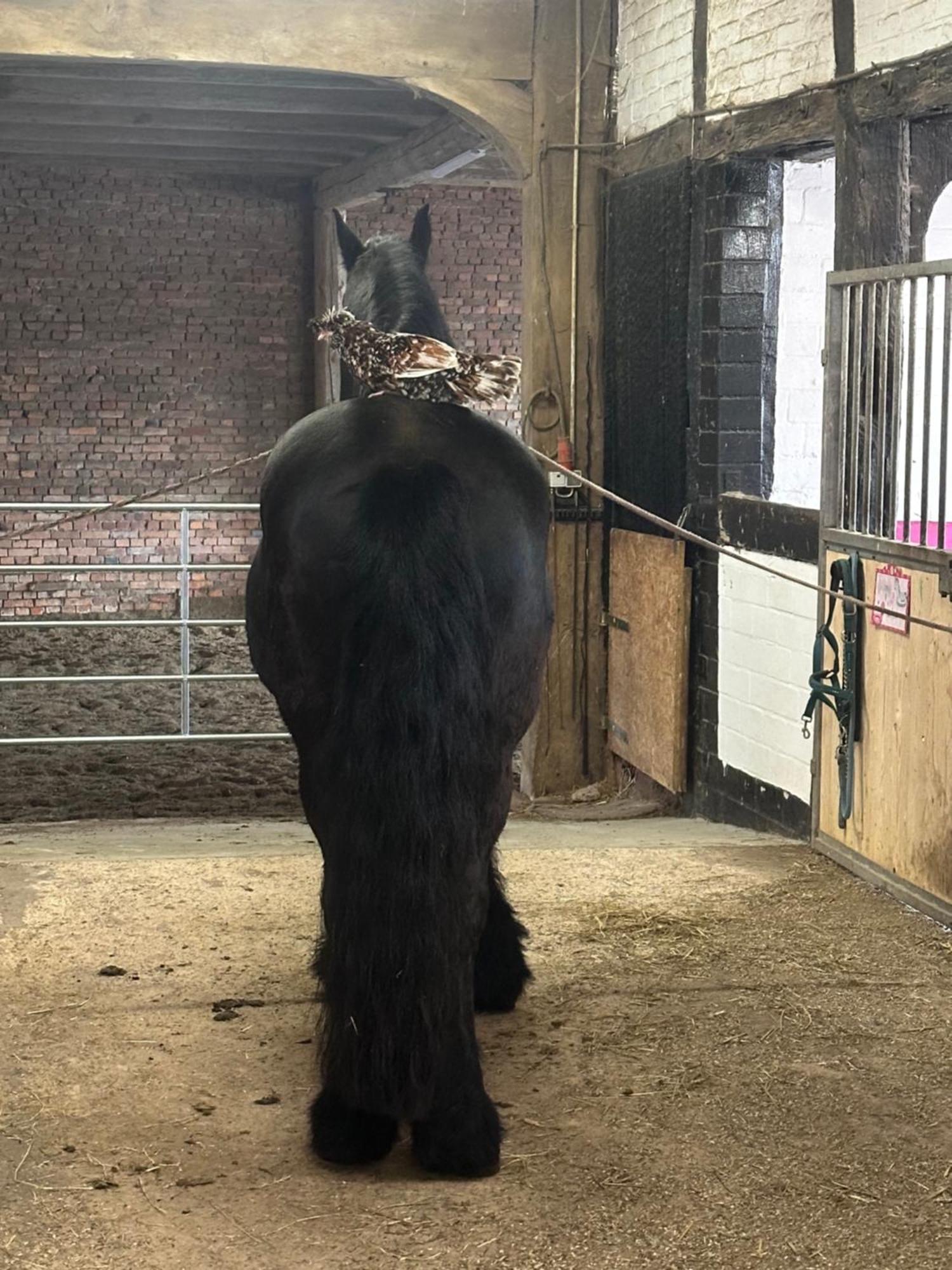 Fewo Im Reit- Und Ponyparadies Roos Halle  Luaran gambar