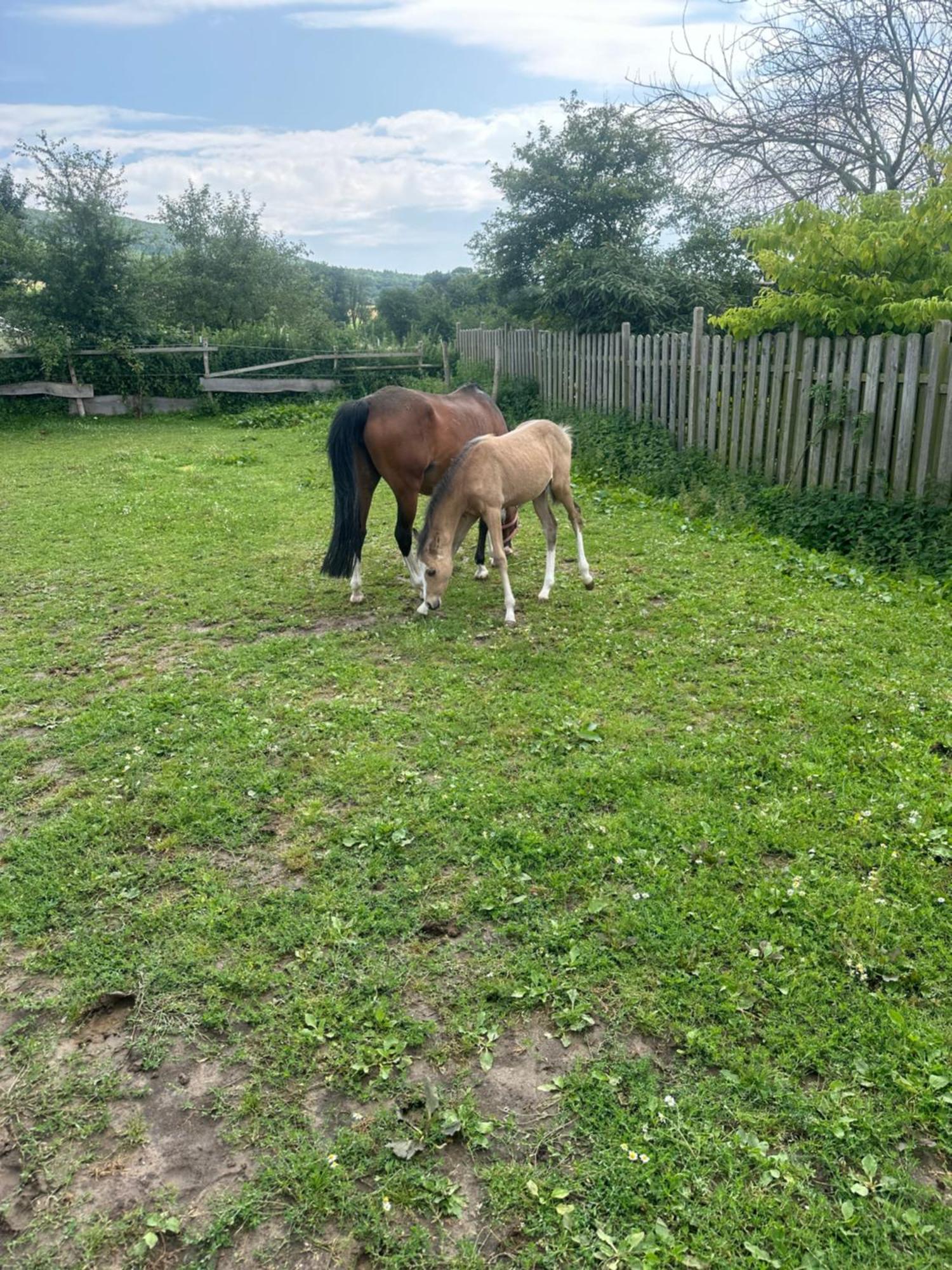 Fewo Im Reit- Und Ponyparadies Roos Halle  Luaran gambar